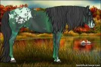 Horse Color:Black Sabino Appaloosa 