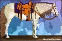 Horse Color:White Spotted Buckskin Dun Appaloosa