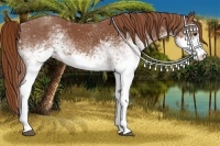 Horse Color:White Spotted Chestnut 