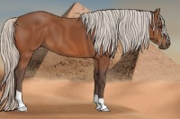 Horse Color:Silver Bay 