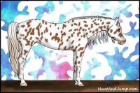 Horse Color:Chestnut Appaloosa