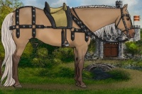 Horse Color:Silver Bay Dun