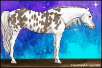 Horse Color:Chocolate Palomino Appaloosa 