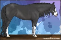 Horse Color:Smoky Black Sabino