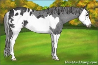 Horse Color:Black Splash Frame Appaloosa