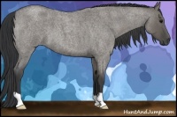 Horse Color:Grullo Roan 
