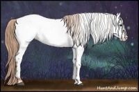 Horse Color:Chestnut Appaloosa