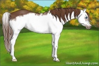 Horse Color:Chestnut Splash Frame