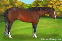 Horse Color:Bay Sabino