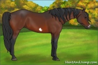 Horse Color:Bay Frame
