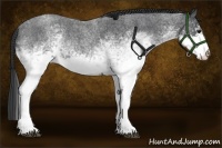 Horse Color:White Spotted Blue Roan 