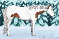 Horse Color:Silver Bay Splash Tobiano 