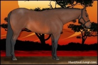 Horse Color:Bay Roan 