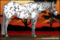Horse Color:Brown Frame Appaloosa 