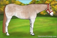 Horse Color:White Spotted Red Roan 