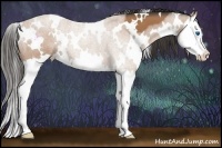 Horse Color:White Spotted Buckskin Splash 