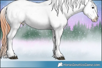 Horse Color:Bay Onyx Appaloosa 