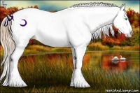 Horse Color:Plaid Buckskin Pearl Splash Appaloosa