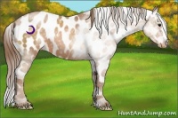 Horse Color:ERROR: UNKNOWN ANOMALY
