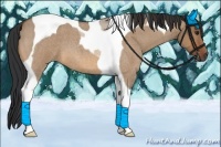 Horse Color:Bay Roan Dun Tobiano
