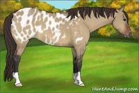 Horse Color:Bay Dun Appaloosa 