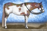 Horse Color:Nacre Liver Chestnut Splash Frame 