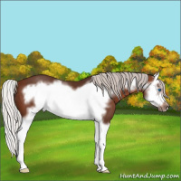 Horse Color:Silver Brown Splash Frame 