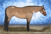 Horse Color:White Spotted Bay Dun Rabicano