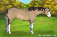 Horse Color:Buckskin Roan Dun Splash
