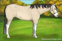 Horse Color:Buckskin Roan Dun Splash