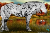 Horse Color:White Spotted Silver Grullo Chinchilla and White Spotted Silver Grullo Chinchilla