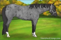 Horse Color:Smoky Blue Roan 