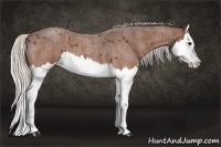 Horse Color:Silver Bay Roan Splash 