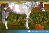Horse Color:White Spotted Bay Rabicano