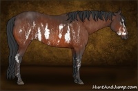 Horse Color:Bay Splash Frame Brindle