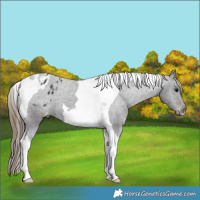 Horse Color:Smoky Black Tobiano Appaloosa 