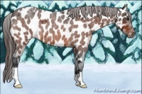 Horse Color:Bay Roan Appaloosa