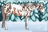 Horse Color:White Spotted Bay Splash Appaloosa