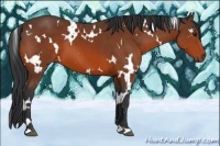 Horse Color:White Spotted Bay 