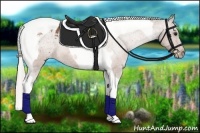 Horse Color:Silver Bay Tobiano Appaloosa 