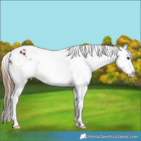 Horse Color:White Spotted Bay Splash Appaloosa