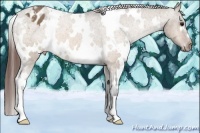 Horse Color:White Spotted Bay Dun Appaloosa 