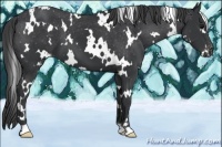 Horse Color:White Spotted Black Appaloosa