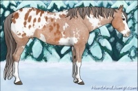 Horse Color:White Spotted Bay Splash Appaloosa Rabicano 