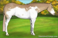 Horse Color:White Spotted Palomino Sabino Frame