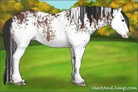 Horse Color:White Spotted Bay Sabino Splash Varnish Rabicano 