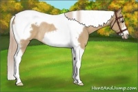 Horse Color:Palomino Tobiano Frame Rabicano