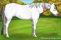 Horse Color:White Spotted Bay Splash Frame Appaloosa