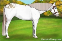 Horse Color:Red Dun Sabino Splash Appaloosa 