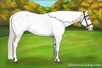 Horse Color:Palomino Dun Tobiano Frame Appaloosa Rabicano